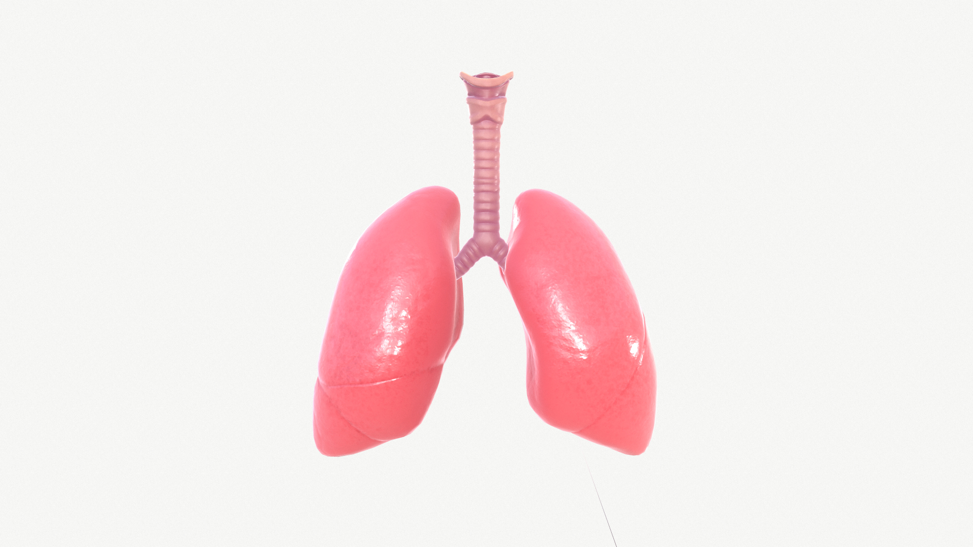 anatomy organ lungs model https://p.turbosquid.com/ts-thumb/7X/YUsytT/xxnoYkh2/1/png/1579281115/1920x1080/turn_fit_q99/ce167b27d923cc523c54e125ca5fde2a879d6d52/1-1.jpg