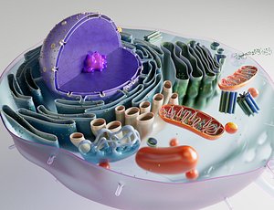 3D model Neuron cell structure