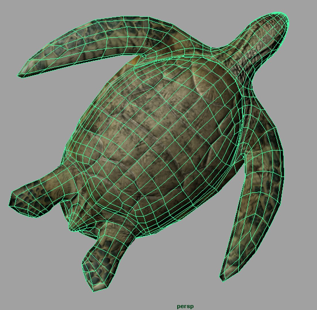 3d Turtle Realistic Sea