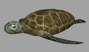 3d turtle realistic sea