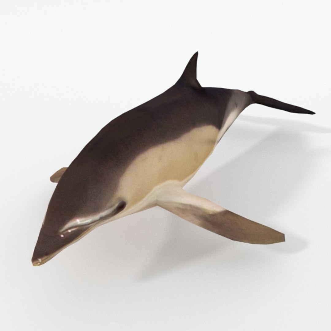 dolphin listed 3D https://p.turbosquid.com/ts-thumb/7X/gW44yl/Ld9OhNuG/dolphinlisted_realistic/jpg/1554564723/1920x1080/fit_q87/47a1349f5c52b07f9b85fc4192f0027c727e5aa3/dolphinlisted_realistic.jpg