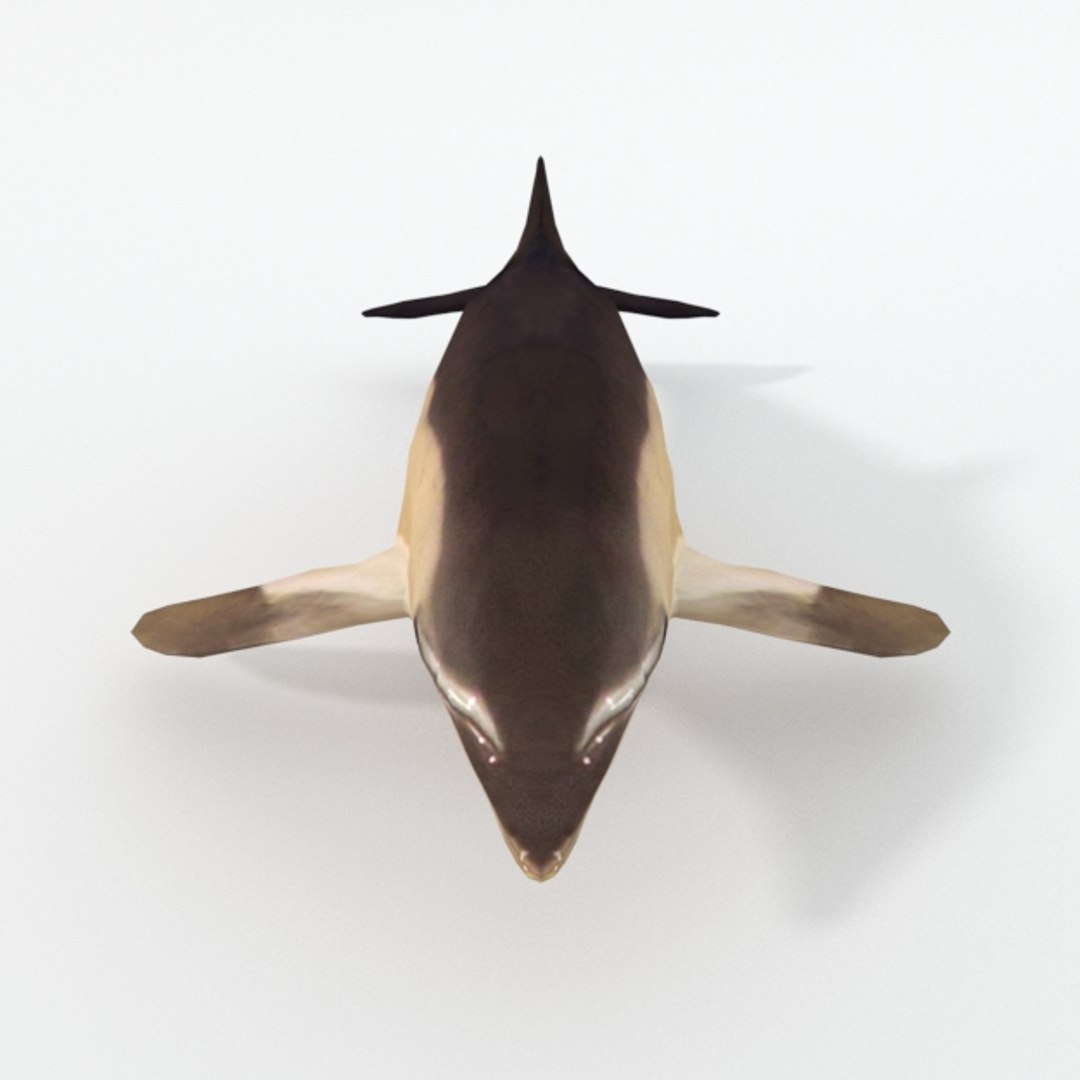 dolphin listed 3D https://p.turbosquid.com/ts-thumb/7X/gW44yl/OX5EOciL/dolphinlisted_realistic_front/jpg/1554564723/1920x1080/fit_q87/9ce516a13df8bf8e5d6407f70091fb6c1d0301aa/dolphinlisted_realistic_front.jpg