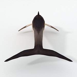 dolphin listed 3D