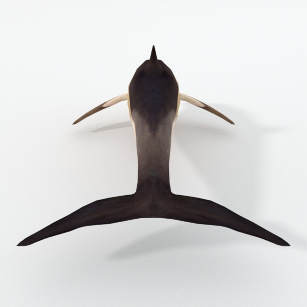dolphin listed 3D https://p.turbosquid.com/ts-thumb/7X/gW44yl/WSXTEyo9/dolphinlisted_realistic_back/jpg/1554564723/1920x1080/fit_q87/917c79653fc3a7220ae8d198bbd8400db936776f/dolphinlisted_realistic_back.jpg