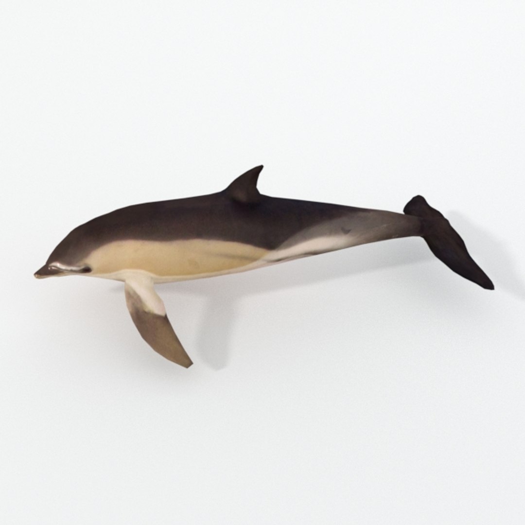 dolphin listed 3D https://p.turbosquid.com/ts-thumb/7X/gW44yl/eLc2iCBK/dolphinlisted_realistic_side/jpg/1554564723/1920x1080/fit_q87/3673c2c8e163e9a9bf2cfc0b748d4758dc517aa1/dolphinlisted_realistic_side.jpg