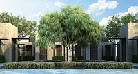 australian willow
