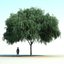 australian willow