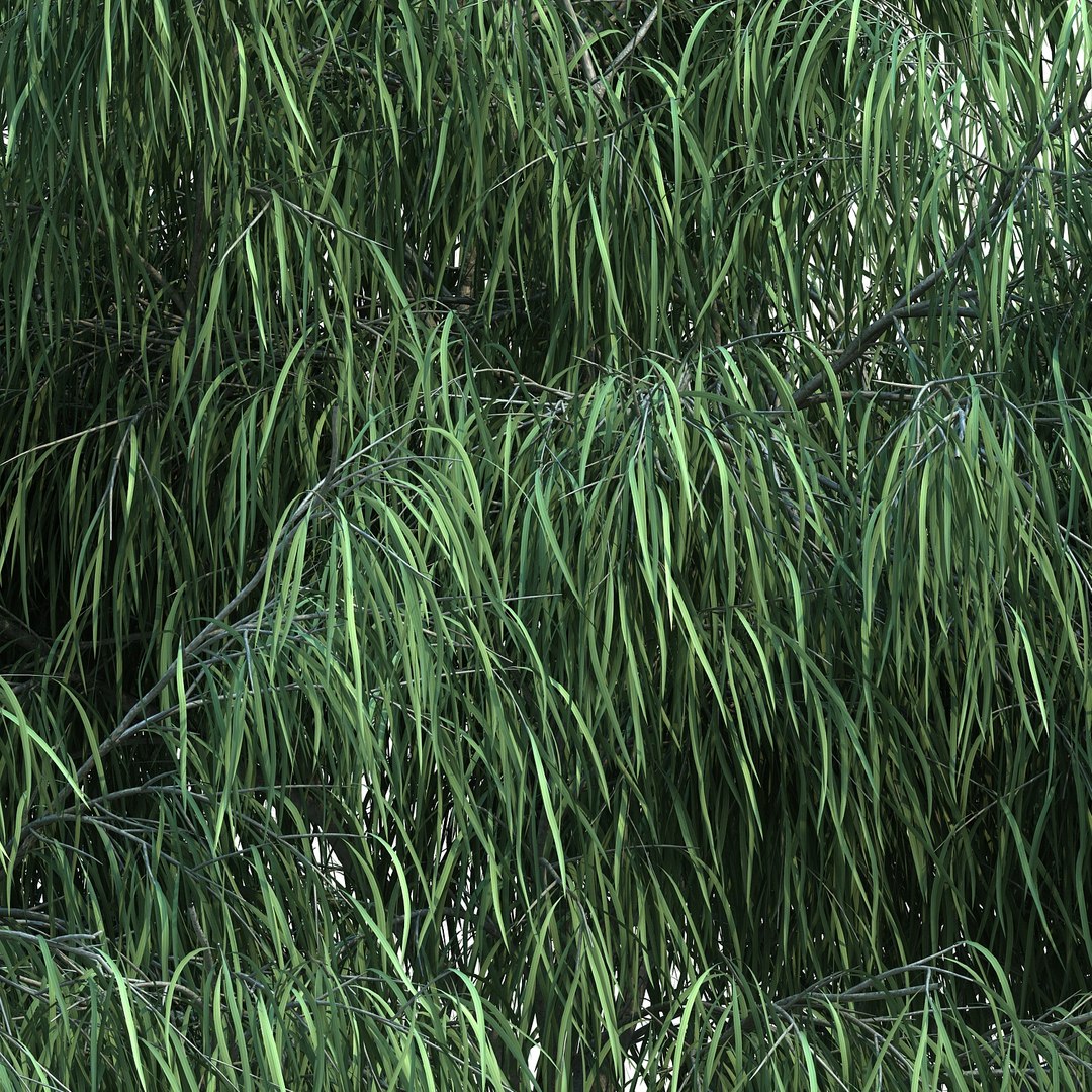 3D australian willow https://p.turbosquid.com/ts-thumb/7X/mMjfAe/Znfab8w7/australianwillow_04/jpg/1498916858/1920x1080/fit_q87/8f3a8aab171925b64dea5d947c5867cfaee8e0b2/australianwillow_04.jpg