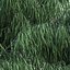australian willow