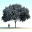 australian willow