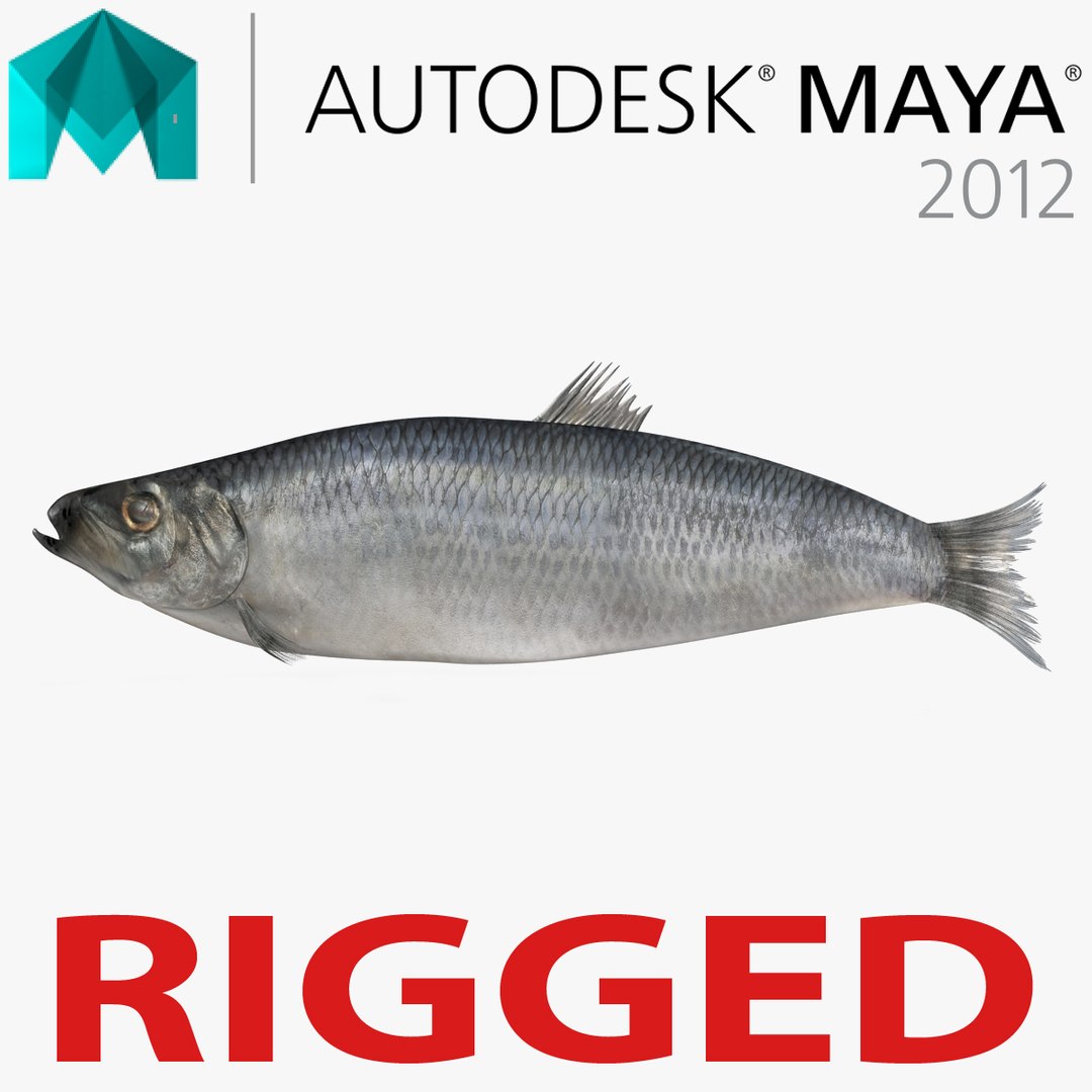 Herring Fish Rigged for Maya 3D model preview