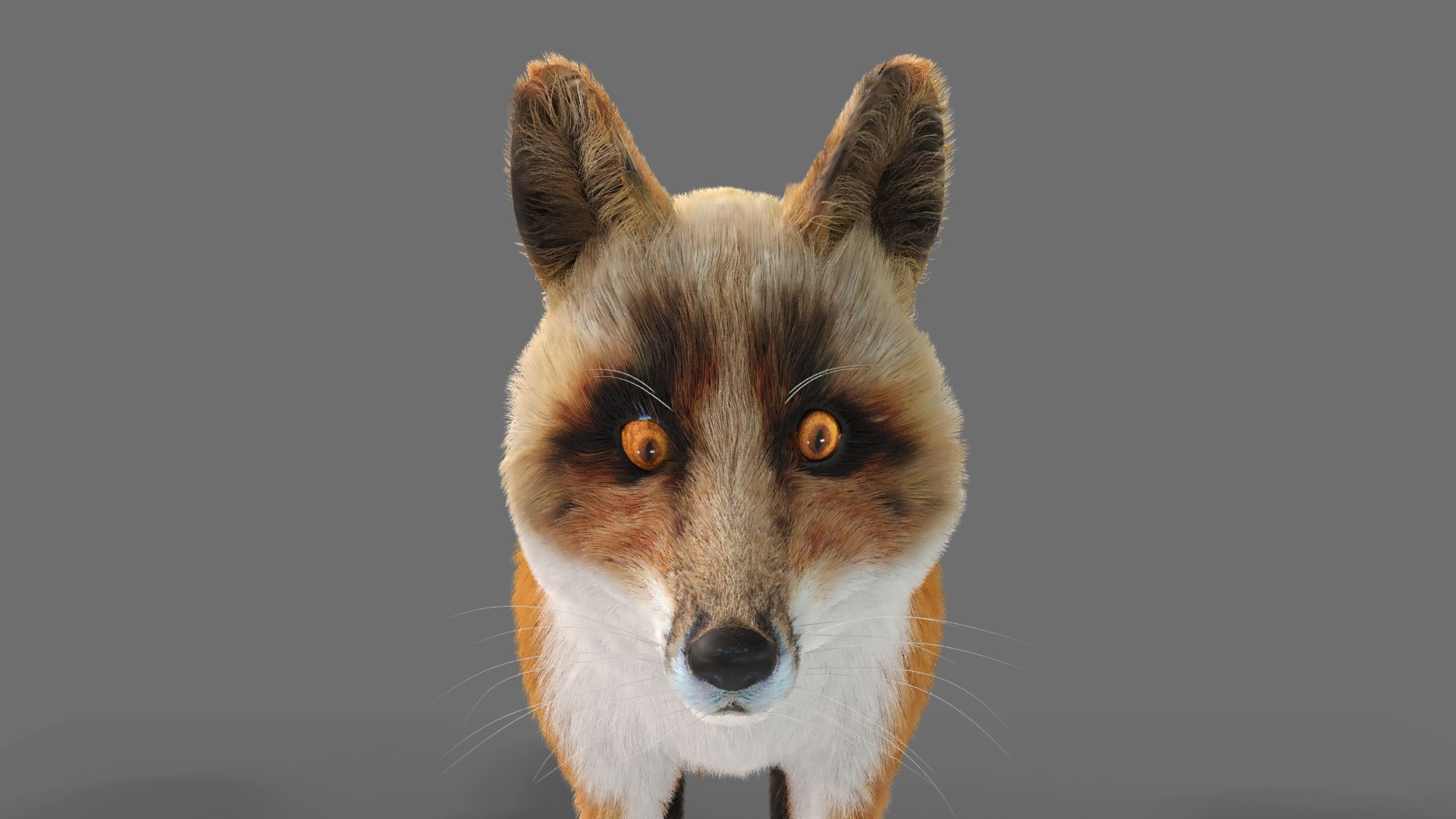 3D Model Hair Fur Red Fox 02 - TurboSquid 1721366