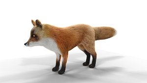 3D model Hair Fur Red Fox 02