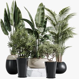 AV Indoor Plants Set 356 ParadiseBird and Arbequina Olive and Areca Palm and Rhapis Excelsa 3D model
