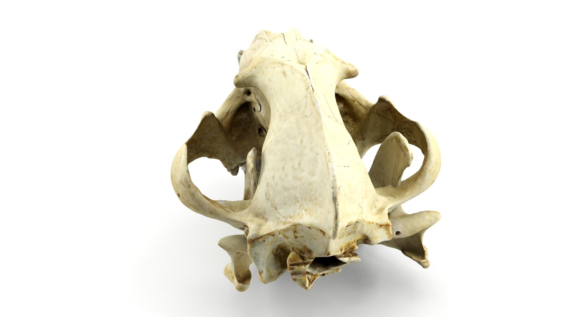 3d model hyena skull animations https://p.turbosquid.com/ts-thumb/7X/wOpUd0/4S0dRTGr/6/jpg/1435655860/1920x1080/fit_q87/c02dabd3996efa9b97c9d596301ca6df847e90c8/6.jpg
