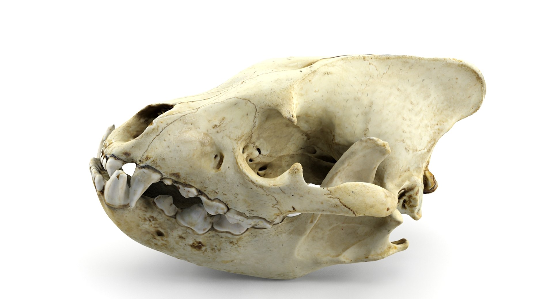 3d model hyena skull animations https://p.turbosquid.com/ts-thumb/7X/wOpUd0/8Iv2idPY/5/jpg/1435655860/1920x1080/fit_q87/b17eee7c879167208d3658078adb75ec4d3905ec/5.jpg