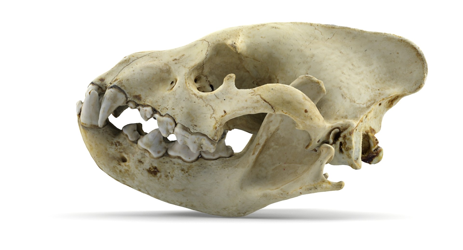3d model hyena skull animations https://p.turbosquid.com/ts-thumb/7X/wOpUd0/oXTwJjif/1/jpg/1435655860/1920x1080/fit_q87/02e5311a4f6544b52fbf3913366d473a72b0e71e/1.jpg