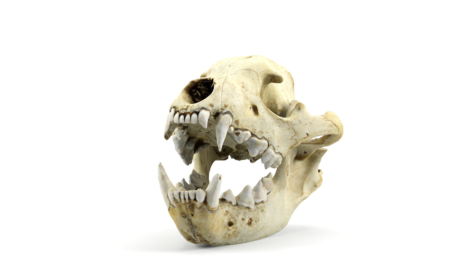 3d model hyena skull animations https://p.turbosquid.com/ts-thumb/7X/wOpUd0/r3RMOOAr/8/jpg/1435655860/1920x1080/fit_q87/9fcf05385a97229b4f9fdeade640af40e913bf76/8.jpg