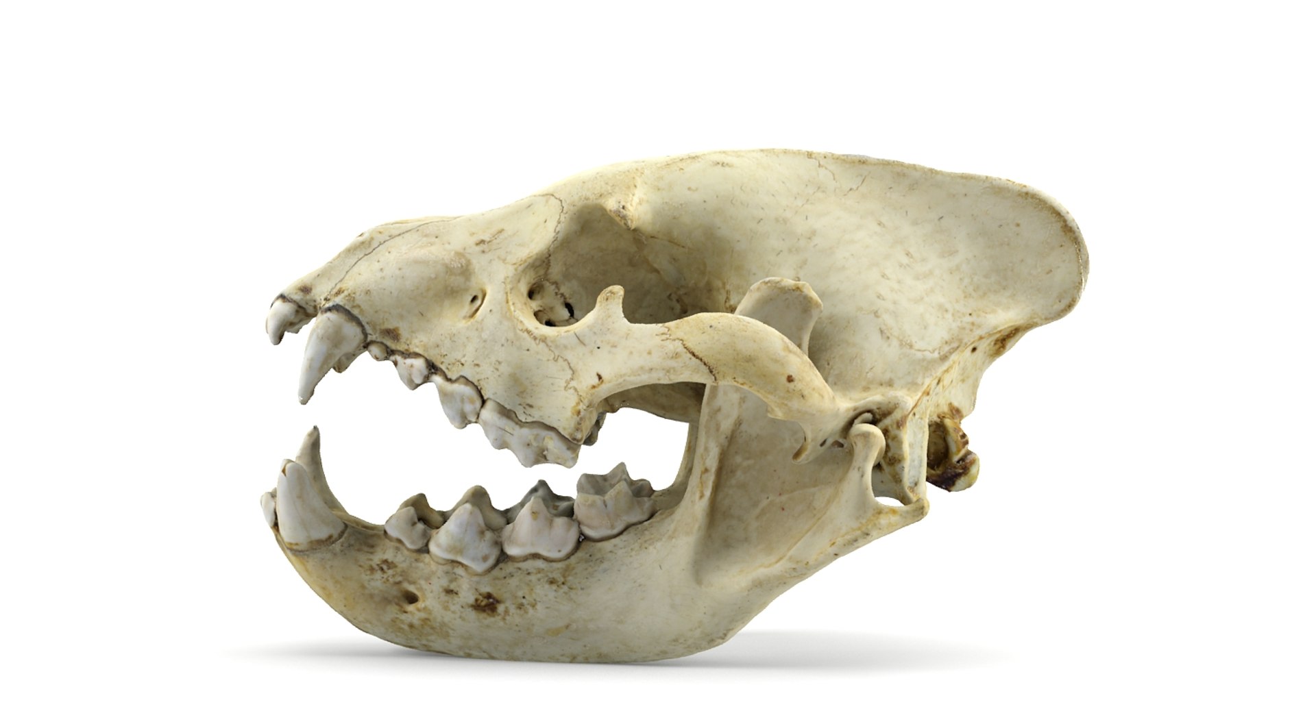 3d model hyena skull animations https://p.turbosquid.com/ts-thumb/7X/wOpUd0/x5iGnHZZ/7/jpg/1435655860/1920x1080/fit_q87/bbc7a1dcfbf285c5b625181d1b84221d165d4771/7.jpg