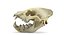 Hyena skull