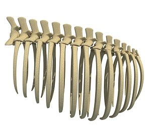 Animal Rib Cage V6