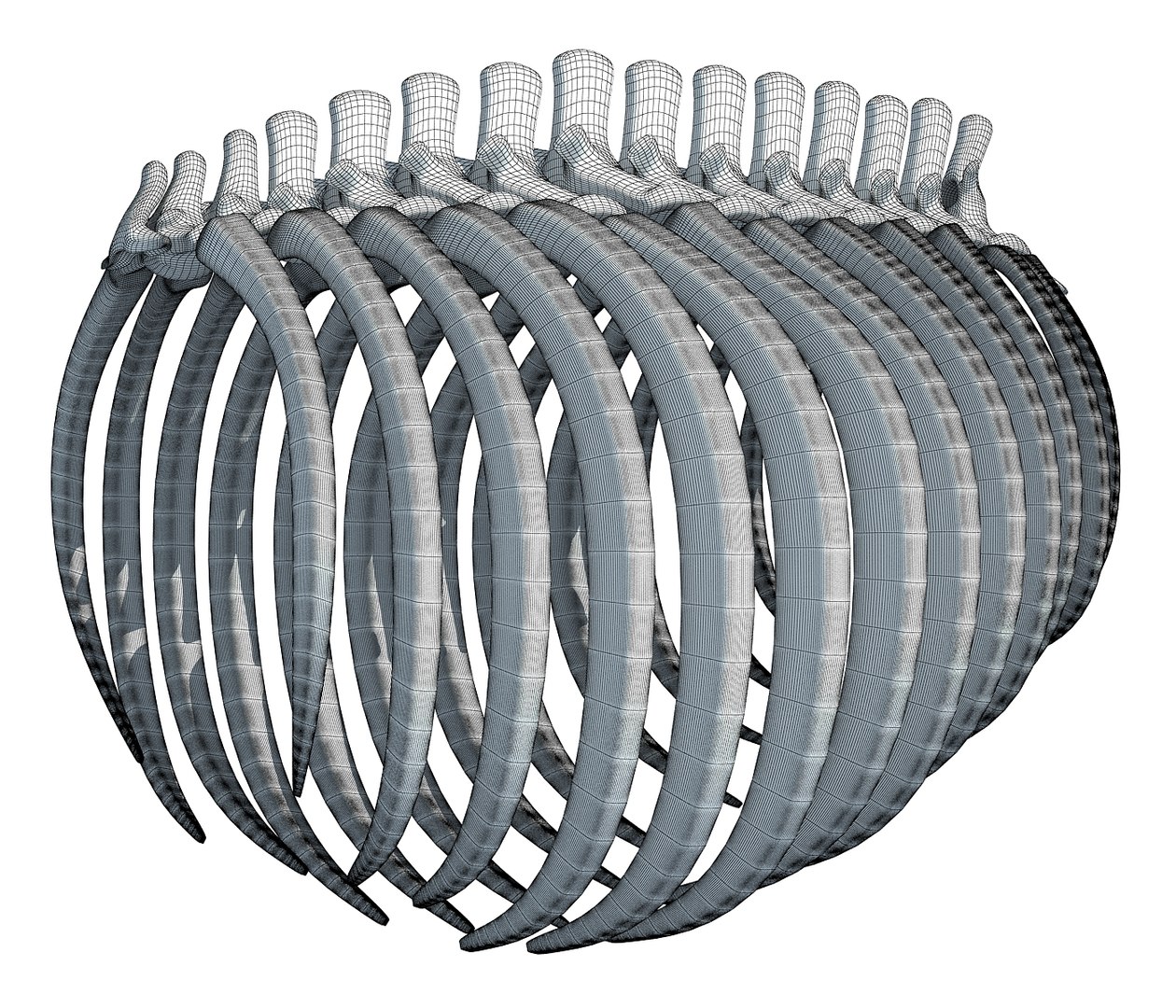 Animal Rib Cage 3D Model - TurboSquid 1177767