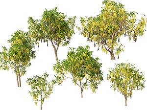 3D HighPolyLowPoly Cassia fistula - golden shower tree
