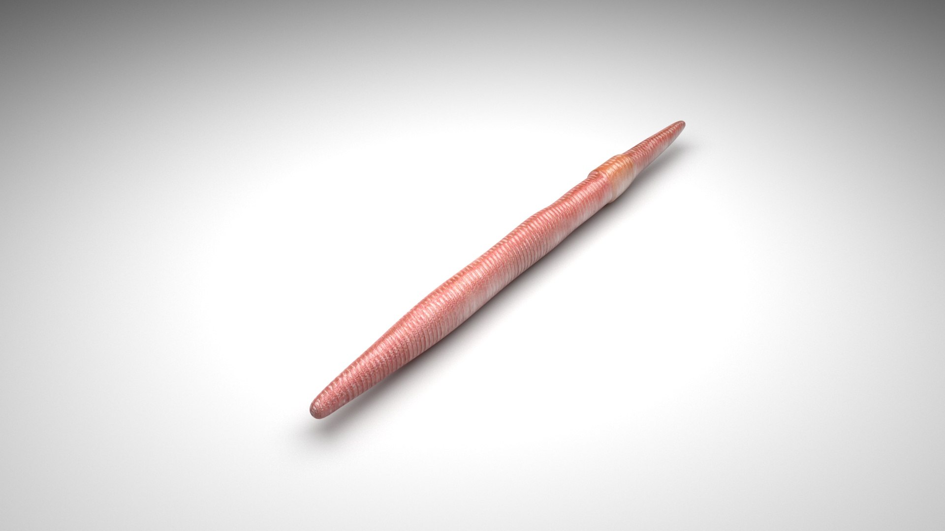 Straight Earthworm 3D Model - TurboSquid 1841825