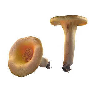 Mushroom 13 3D model