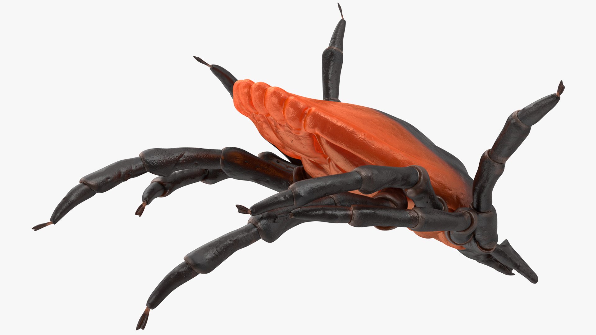 3D Tick Rigged for Maya model https://p.turbosquid.com/ts-thumb/7Y/Nacpl2/1c/tickriggedc4dmodel016/jpg/1644528520/1920x1080/fit_q87/8fc083fb973b012ccd1e84c48272508fb1941634/tickriggedc4dmodel016.jpg