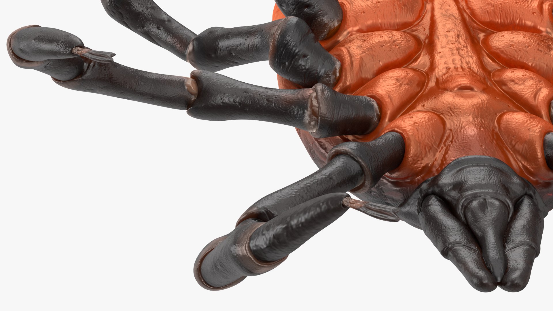 3D Tick Rigged for Maya model https://p.turbosquid.com/ts-thumb/7Y/Nacpl2/2S/tickriggedc4dmodel024/jpg/1644528545/1920x1080/fit_q87/c1264270e7b860434410ece05cc927b93270f5bc/tickriggedc4dmodel024.jpg