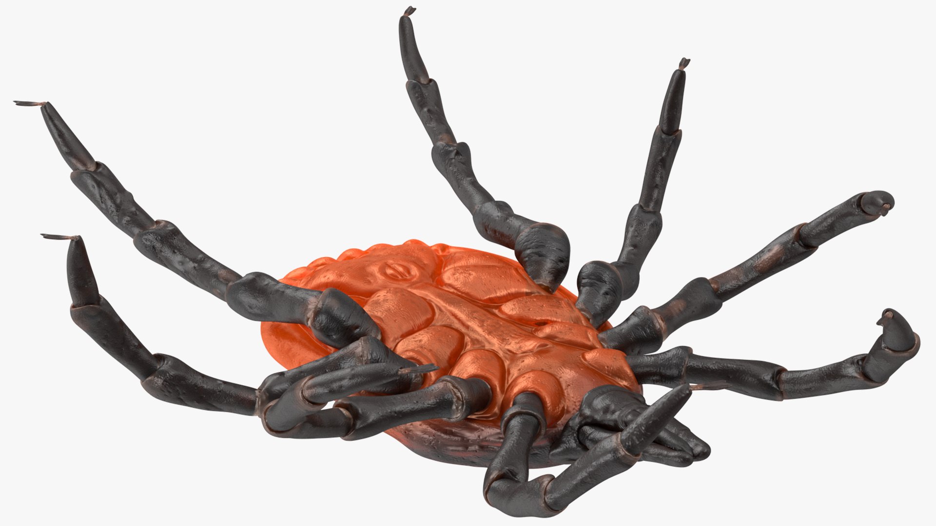 3D Tick Rigged for Maya model https://p.turbosquid.com/ts-thumb/7Y/Nacpl2/7i/tickriggedc4dmodel022/jpg/1644528538/1920x1080/fit_q87/6e0315f83b8d14a8f66ba7de3503d2771af080b8/tickriggedc4dmodel022.jpg