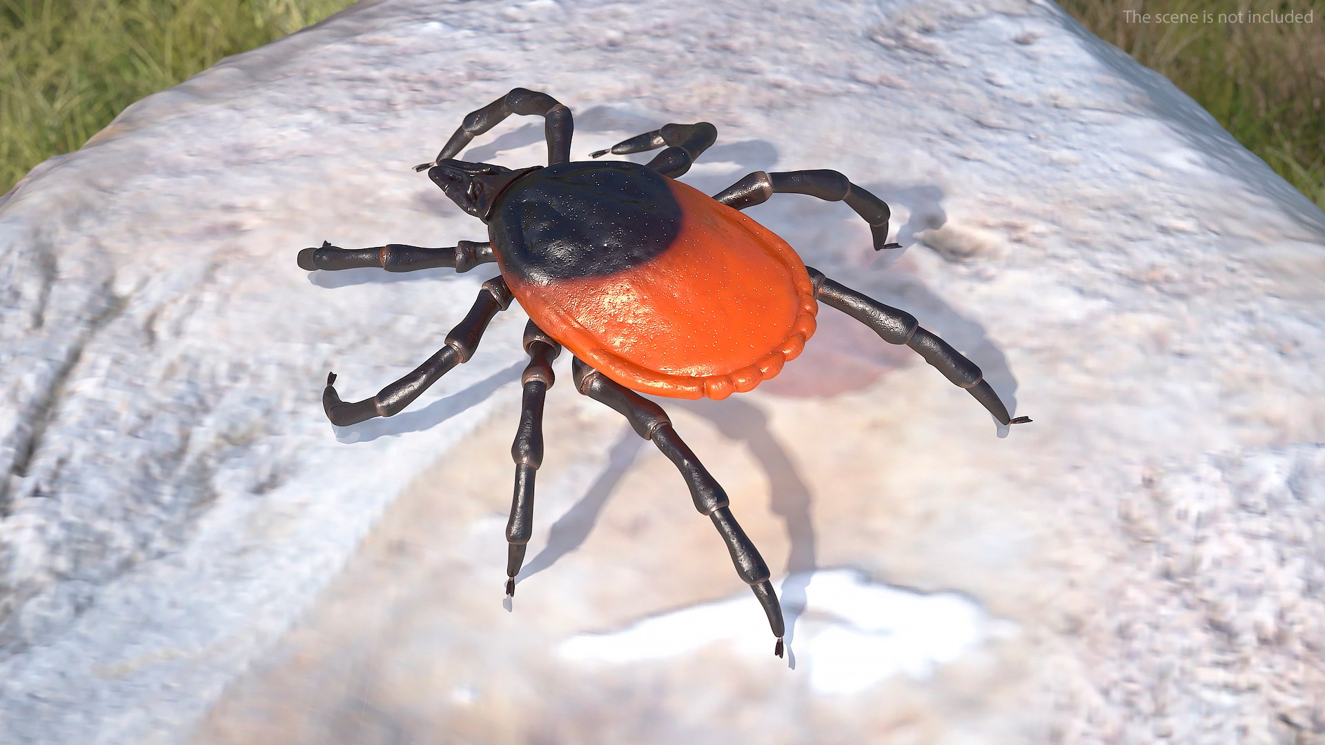 3D Tick Rigged for Maya model https://p.turbosquid.com/ts-thumb/7Y/Nacpl2/RY/tickriggedc4dmodel005/jpg/1644528463/1920x1080/fit_q87/e17f816f07d8407d0fe10e57a624f23b36c8c16f/tickriggedc4dmodel005.jpg