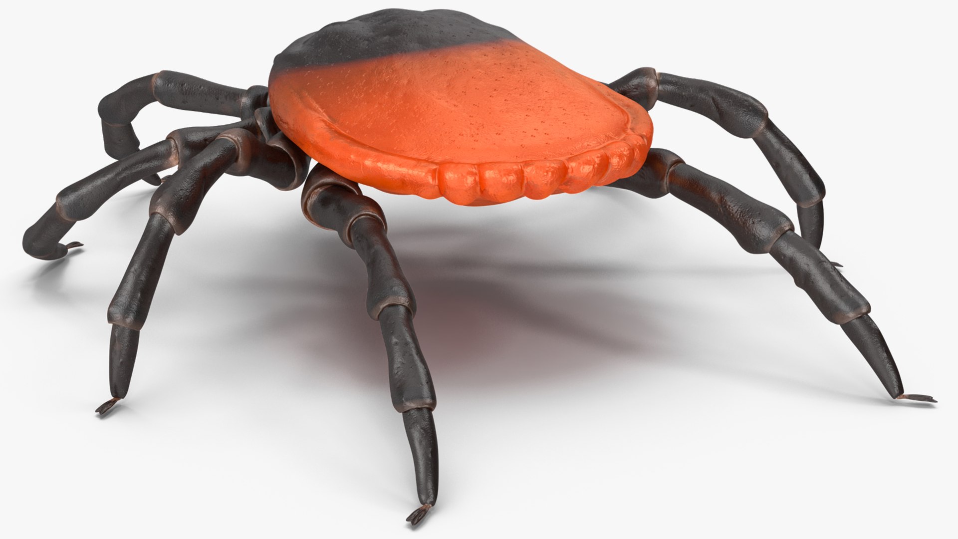 3D Tick Rigged for Maya model https://p.turbosquid.com/ts-thumb/7Y/Nacpl2/T8/tickriggedc4dmodel020/jpg/1644528532/1920x1080/fit_q87/ea80ce40c762c7f900db6101320b7417789fe727/tickriggedc4dmodel020.jpg