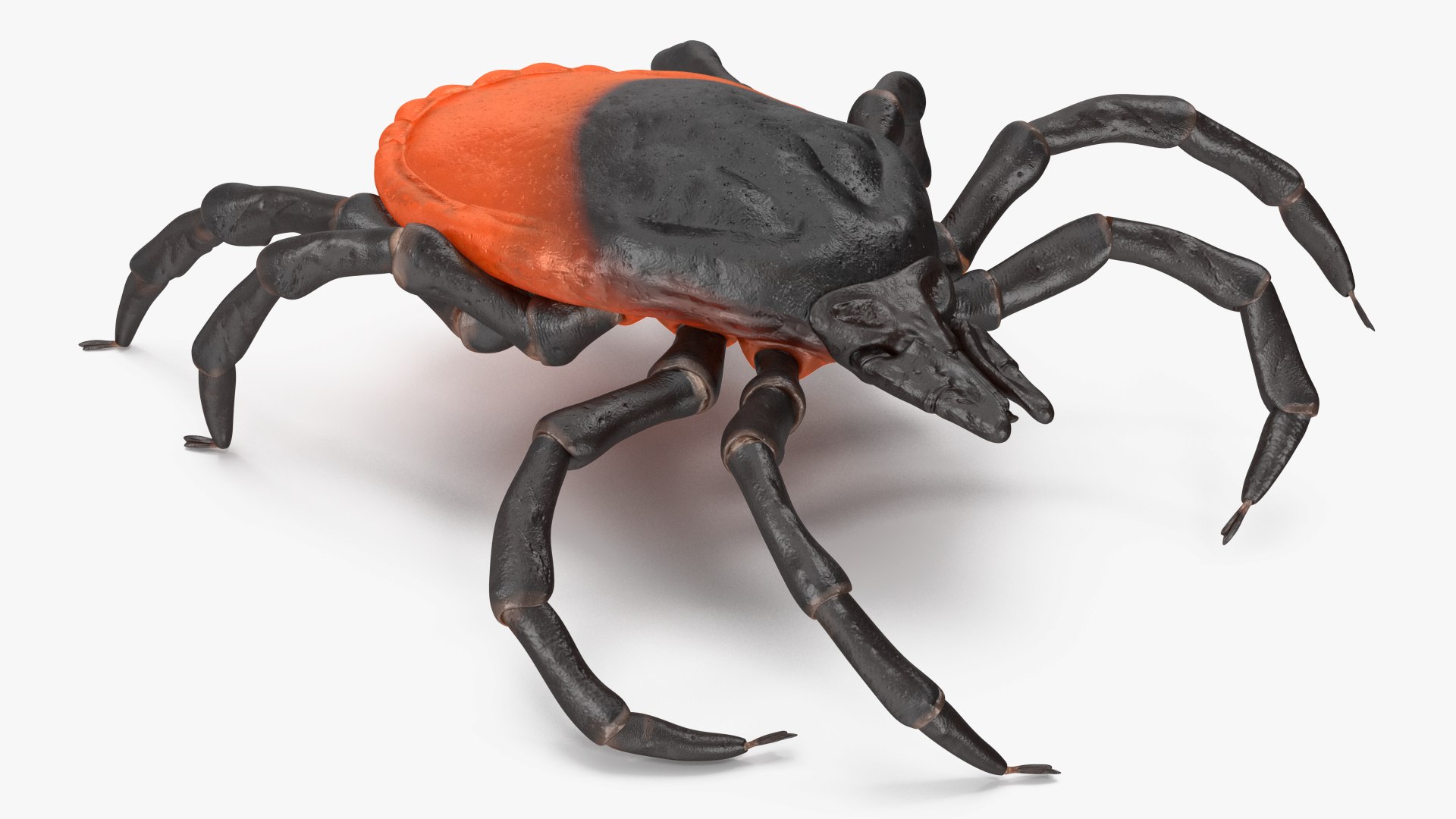 3D Tick Rigged for Maya model https://p.turbosquid.com/ts-thumb/7Y/Nacpl2/jL/tickriggedc4dmodel013/jpg/1644528492/1920x1080/fit_q87/d0fa42c4137b2070e41930c9864ca963a4786090/tickriggedc4dmodel013.jpg