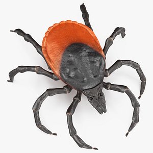 3D Tick Rigged for Maya model