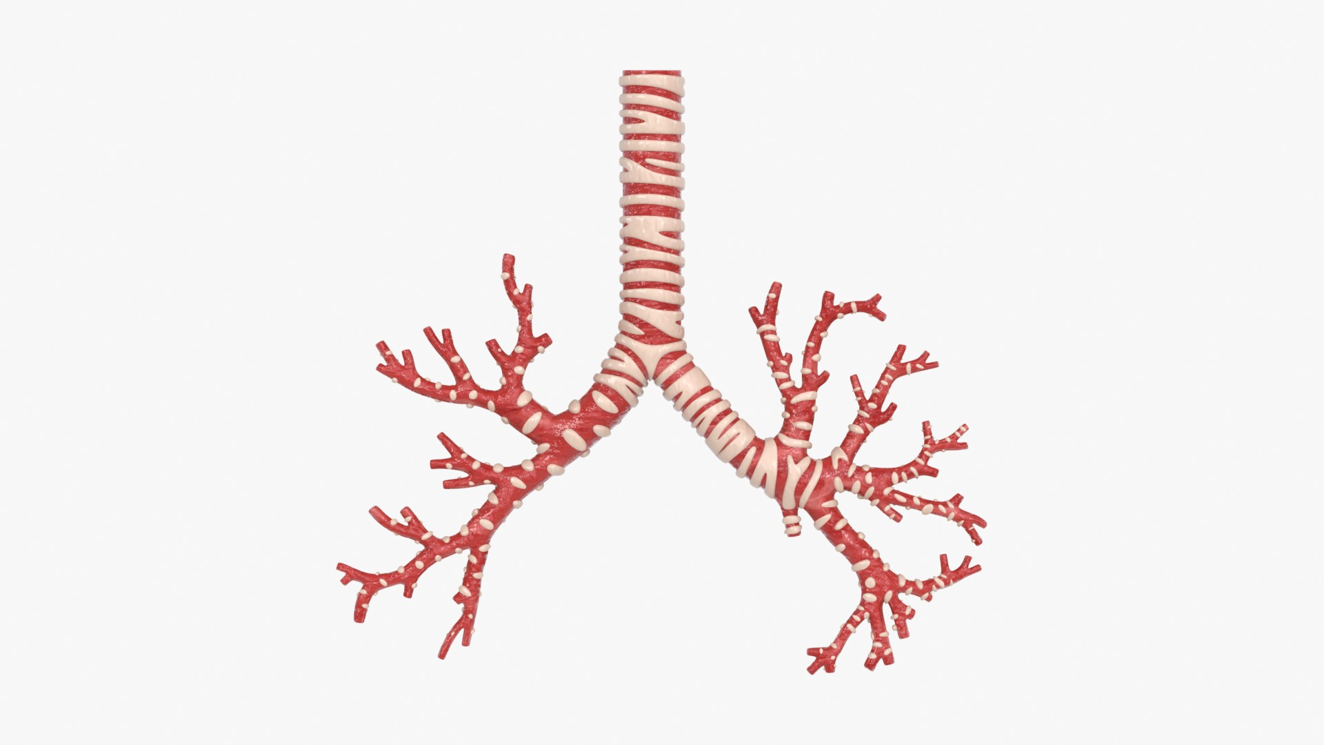 3D Trachea Bronchial Tree https://p.turbosquid.com/ts-thumb/7Y/Nf8Olz/1A/trachea_bronchialtree_main_tr_f/jpg/1766938301/1920x1080/turn_fit_q99/40527de453c772f75f9fe6fe4a88dae0918e532d/trachea_bronchialtree_main_tr_f-1.jpg