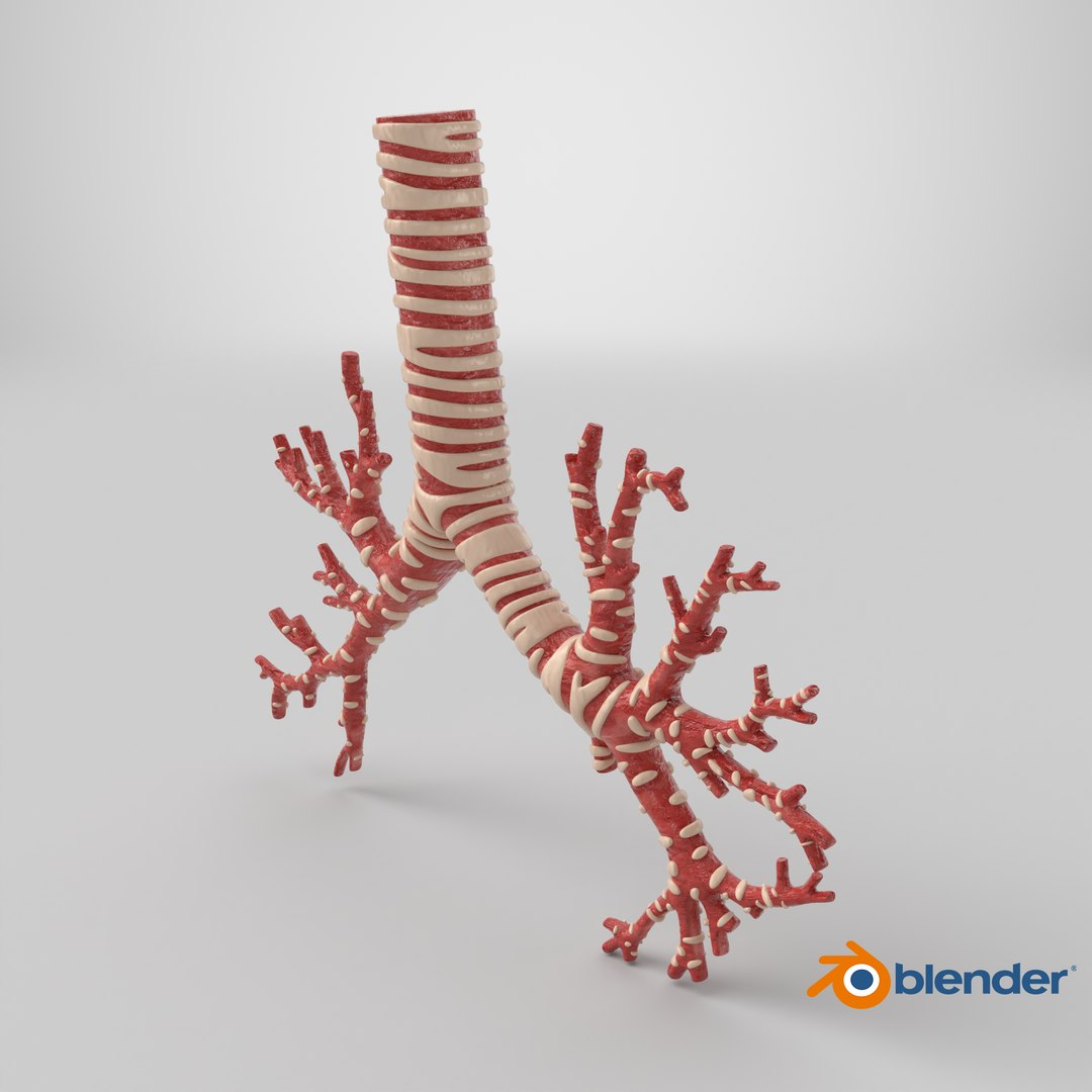 3D Trachea Bronchial Tree https://p.turbosquid.com/ts-thumb/7Y/Nf8Olz/23/stemcell_blender_cycles_render/png/1767976055/1920x1080/fit_q87/2ada4497814f452fc5ef9cd6ab055f352e111de2/stemcell_blender_cycles_render.jpg