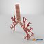 Trachea Bronchial Tree