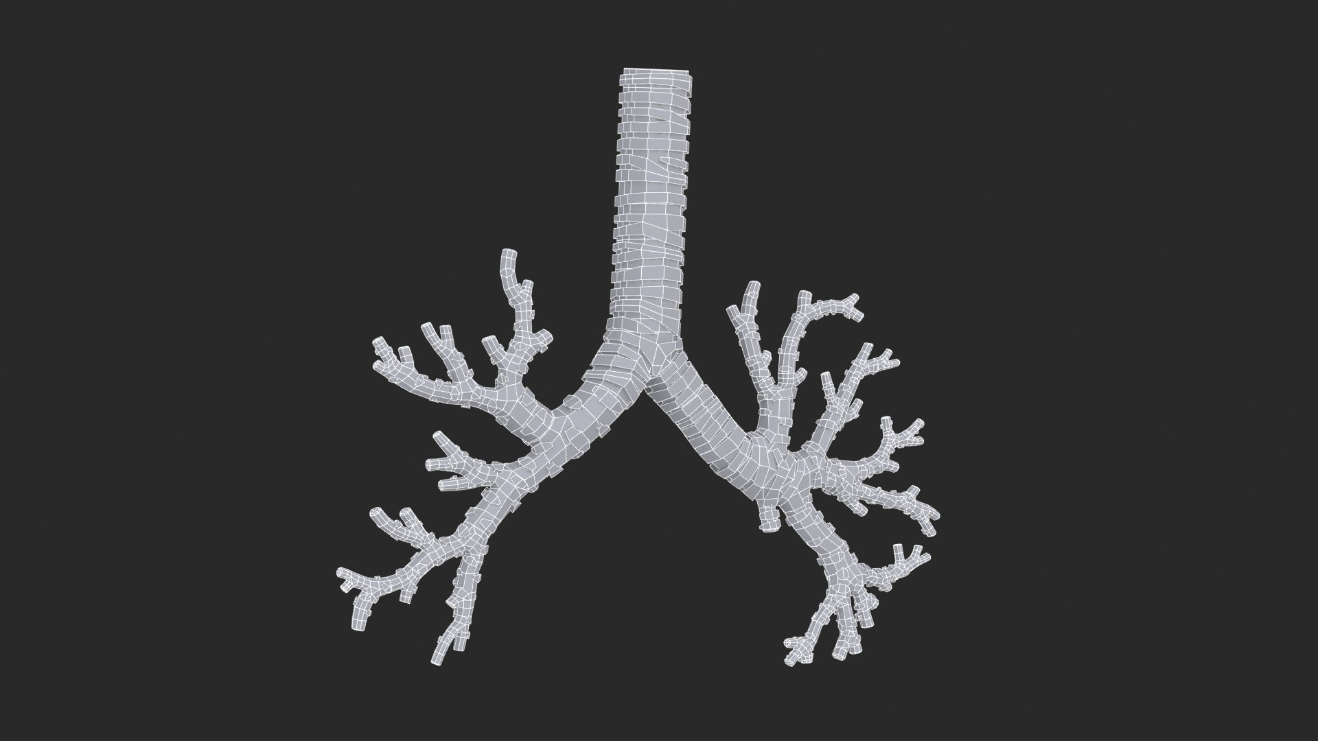 3D Trachea Bronchial Tree https://p.turbosquid.com/ts-thumb/7Y/Nf8Olz/5B/trachea_bronchialtree_main_sub_0_f_0128/jpg/1766938314/1920x1080/fit_q87/1d7b5b00d281835c6b1191a1ae241ed06325ade8/trachea_bronchialtree_main_sub_0_f_0128.jpg