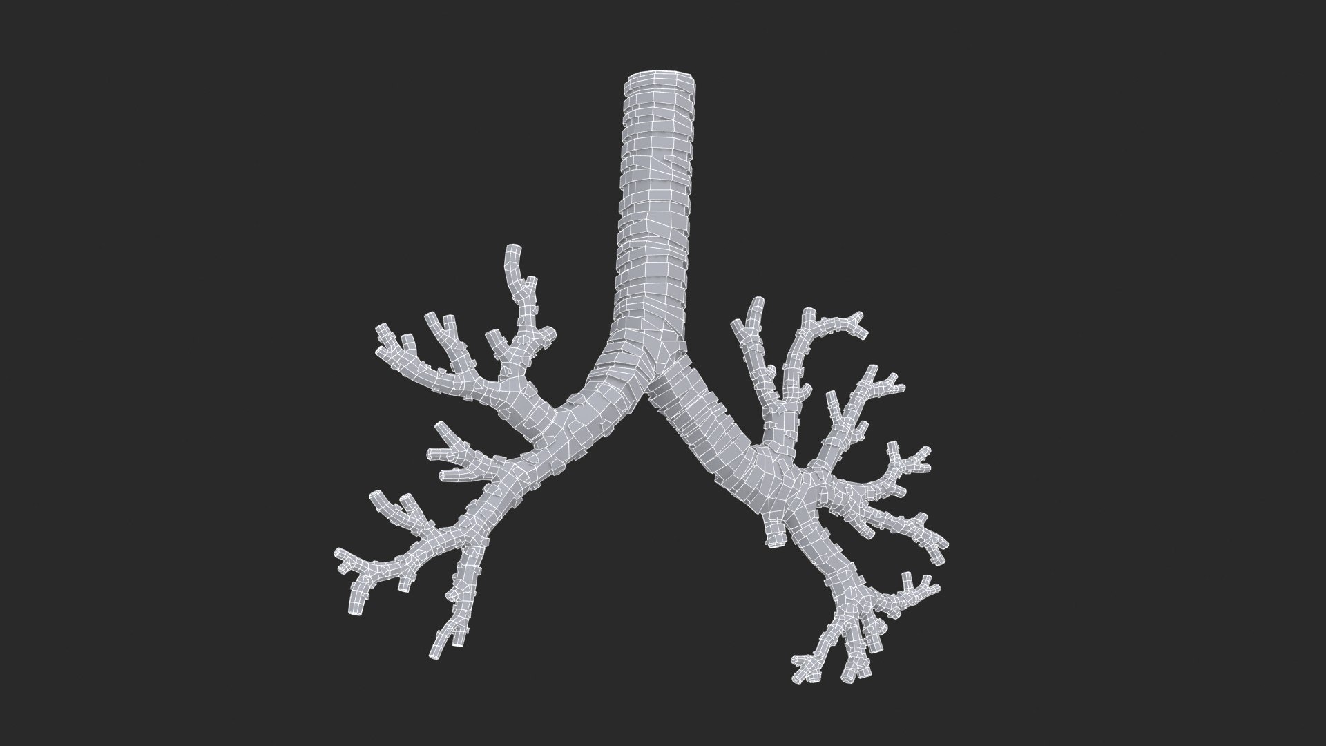 3D Trachea Bronchial Tree https://p.turbosquid.com/ts-thumb/7Y/Nf8Olz/5E/trachea_bronchialtree_main_sub_0_f_0144/jpg/1766938316/1920x1080/fit_q87/6c1469ca23c37eeeea7e5b99c8f8aec2eb7beab0/trachea_bronchialtree_main_sub_0_f_0144.jpg