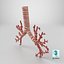 Trachea Bronchial Tree