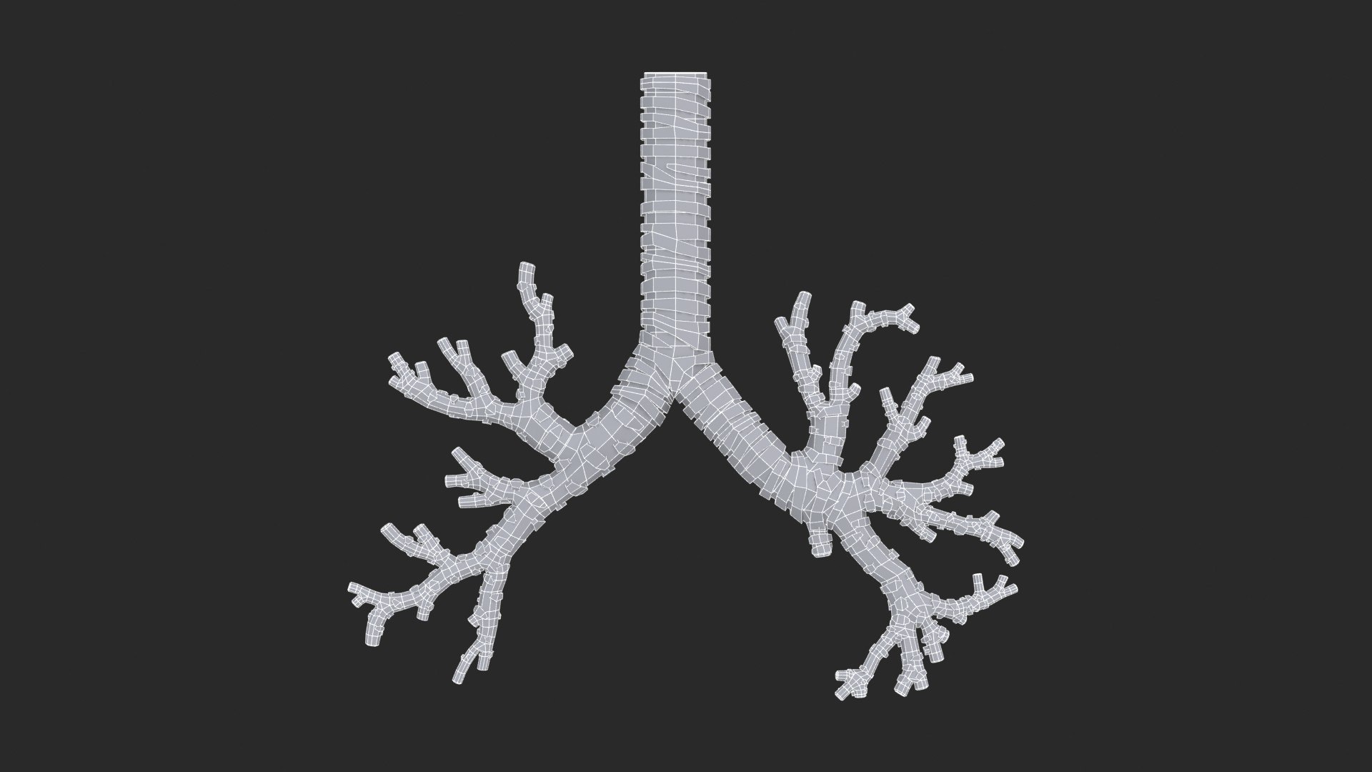 3D Trachea Bronchial Tree https://p.turbosquid.com/ts-thumb/7Y/Nf8Olz/EY/trachea_bronchialtree_main_sub_0_f_0113/jpg/1766938314/1920x1080/fit_q87/ce269240e06ab4d7434b0b41d16c005e7cb69396/trachea_bronchialtree_main_sub_0_f_0113.jpg