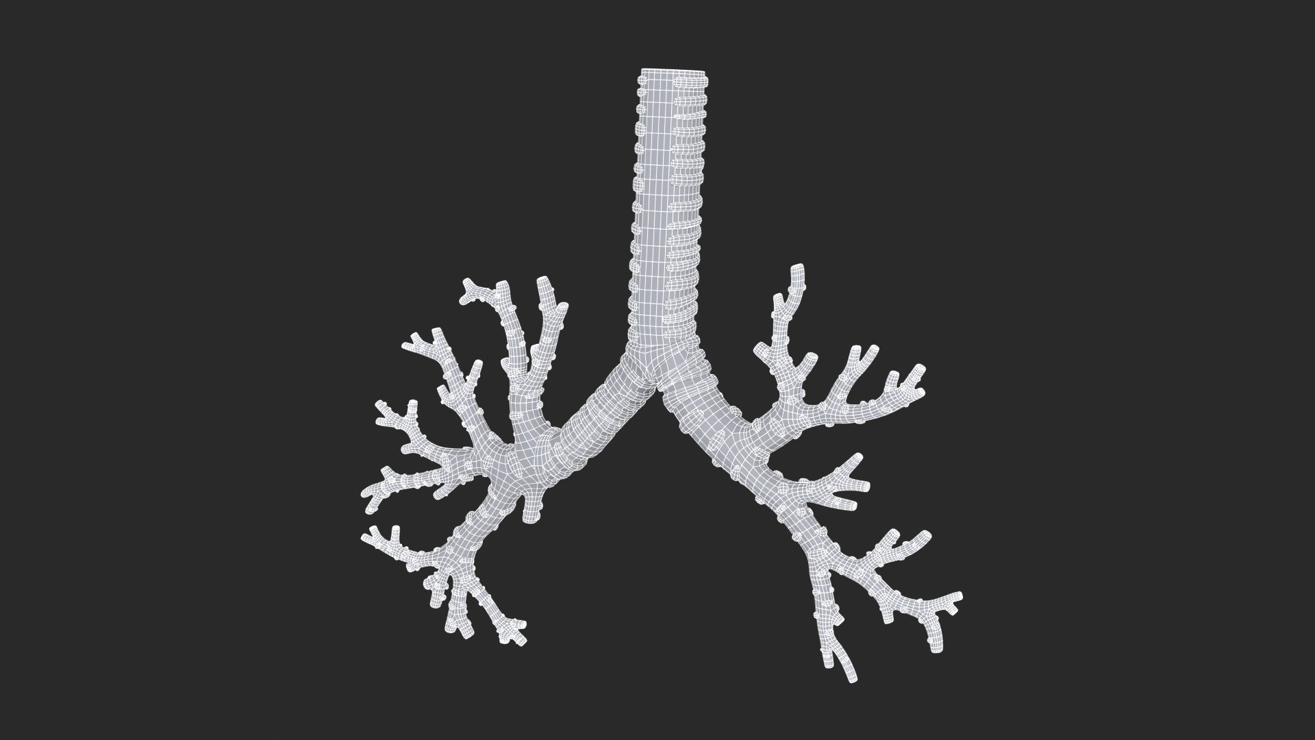 3D Trachea Bronchial Tree https://p.turbosquid.com/ts-thumb/7Y/Nf8Olz/Gj/trachea_bronchialtree_main_sub_1_f_0106/jpg/1766938311/1920x1080/fit_q87/c587dc2c1c0fde0243dfafba3fca72882ab1d80c/trachea_bronchialtree_main_sub_1_f_0106.jpg