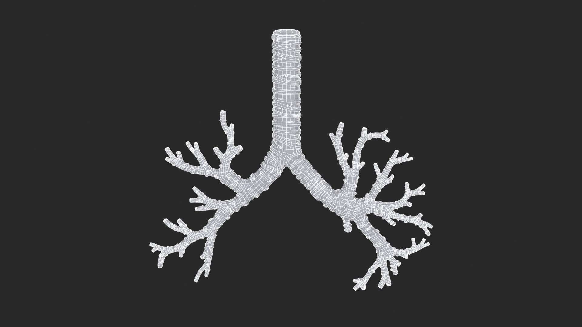 3D Trachea Bronchial Tree https://p.turbosquid.com/ts-thumb/7Y/Nf8Olz/Id/trachea_bronchialtree_main_sub_1_f_0097/jpg/1766938310/1920x1080/fit_q87/5978d048fc31e79fa45ca3c6150c937d404a4900/trachea_bronchialtree_main_sub_1_f_0097.jpg