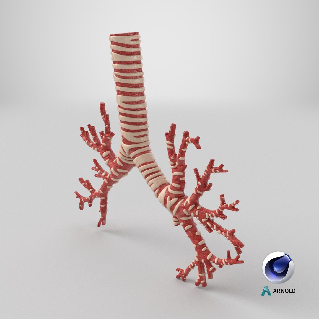 3D Trachea Bronchial Tree https://p.turbosquid.com/ts-thumb/7Y/Nf8Olz/MI/stemcell_cinema_4d_arnold_render/png/1767976058/1920x1080/fit_q87/23fb2be21cd0ee129a86431ef62751b696766d11/stemcell_cinema_4d_arnold_render.jpg
