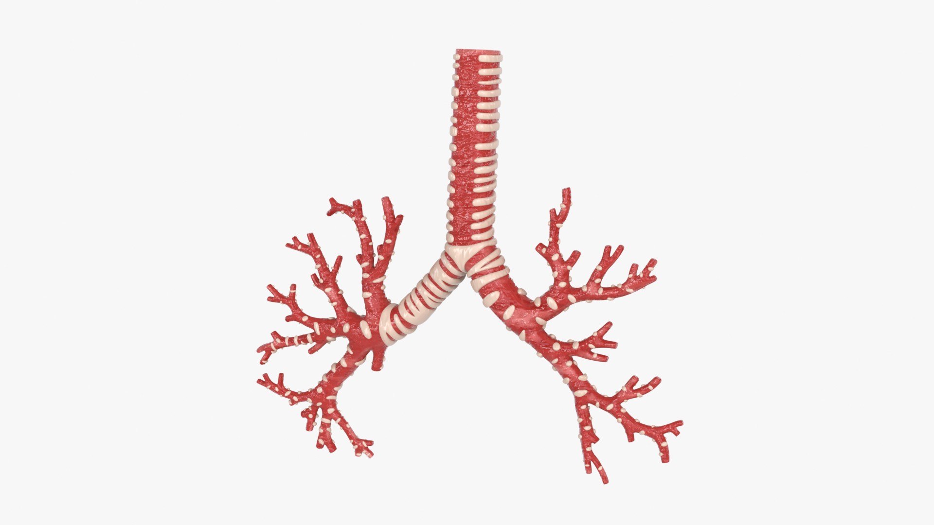 3D Trachea Bronchial Tree https://p.turbosquid.com/ts-thumb/7Y/Nf8Olz/ax/trachea_bronchialtree_main_pr_f_0106/jpg/1766938293/1920x1080/fit_q87/0485907556c8472474a291d0d8401b7ca1b1e0e8/trachea_bronchialtree_main_pr_f_0106.jpg