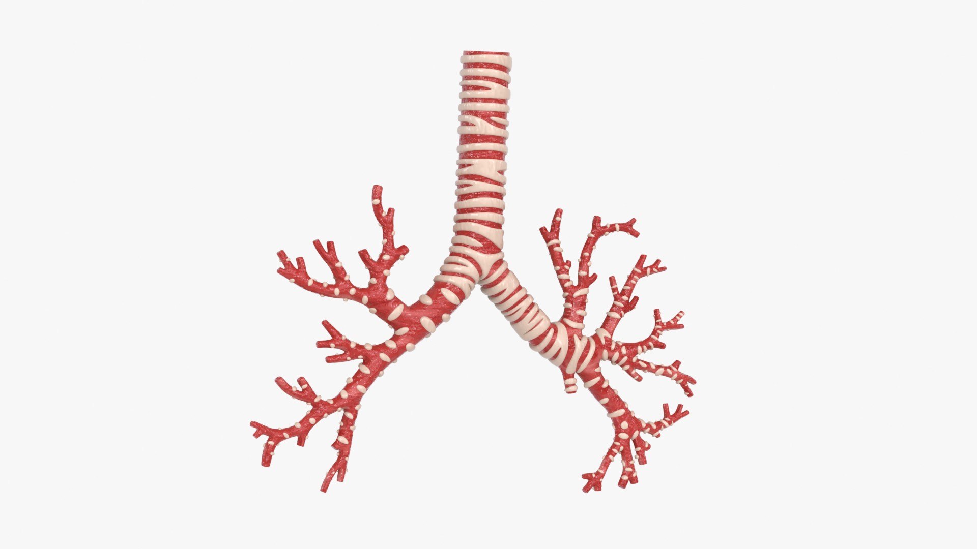 3D Trachea Bronchial Tree https://p.turbosquid.com/ts-thumb/7Y/Nf8Olz/h3/trachea_bronchialtree_main_pr_f_0128/jpg/1766938296/1920x1080/fit_q87/659ea7996c263cc75443c58308da231ddf010417/trachea_bronchialtree_main_pr_f_0128.jpg