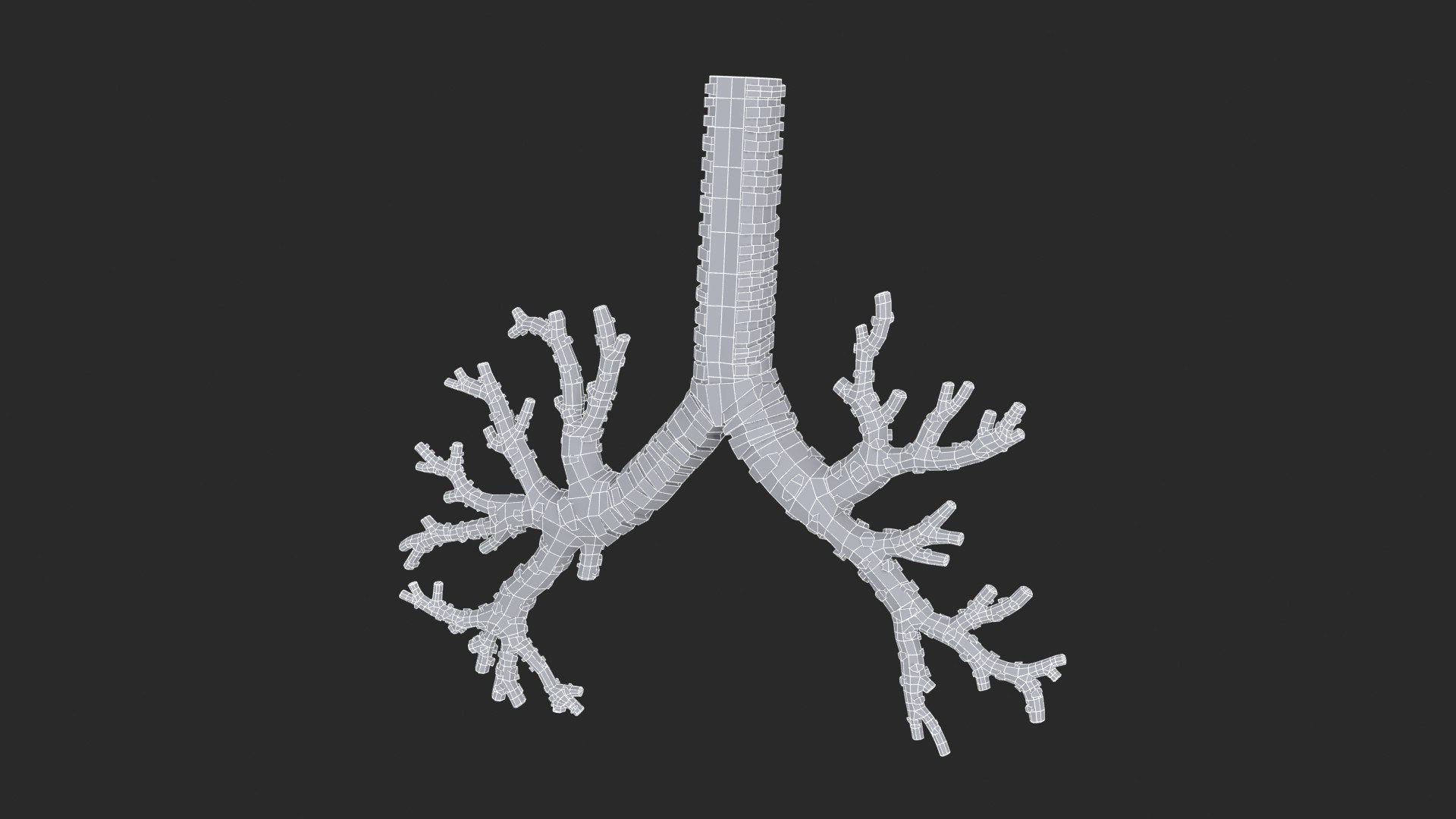 3D Trachea Bronchial Tree https://p.turbosquid.com/ts-thumb/7Y/Nf8Olz/k1/trachea_bronchialtree_main_sub_0_f_0106/jpg/1766938314/1920x1080/fit_q87/7b298a4064a8f9f3ccb39f7fc742c930f882bc48/trachea_bronchialtree_main_sub_0_f_0106.jpg