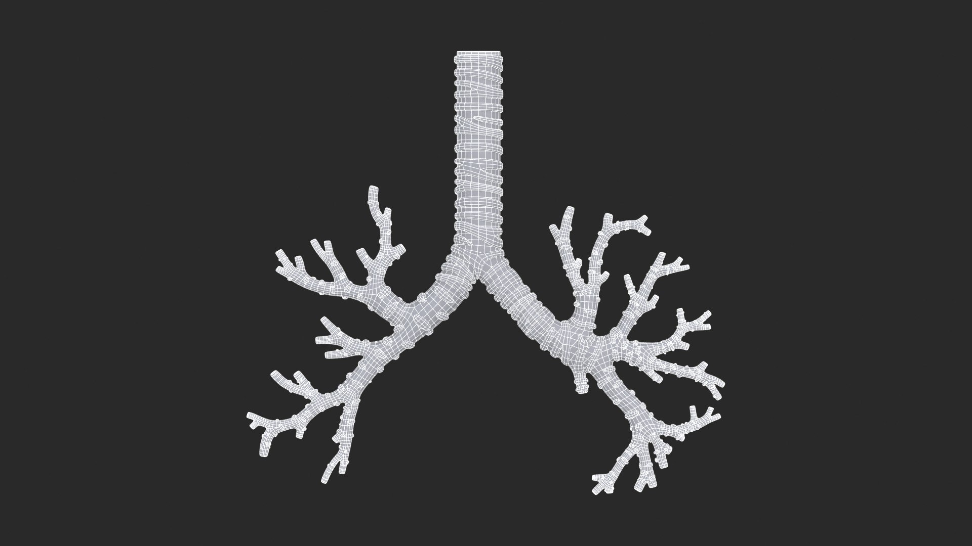 3D Trachea Bronchial Tree https://p.turbosquid.com/ts-thumb/7Y/Nf8Olz/l3/trachea_bronchialtree_main_sub_1_f_0113/jpg/1766938311/1920x1080/fit_q87/8a8ddbe9ec4ff1cd1e6946ac7898ad4b4de54a0d/trachea_bronchialtree_main_sub_1_f_0113.jpg